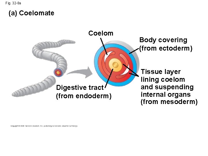 Fig. 32 -8 a (a) Coelomate Coelom Digestive tract (from endoderm) Body covering (from Fig. 32 -8 a (a) Coelomate Coelom Digestive tract (from endoderm) Body covering (from