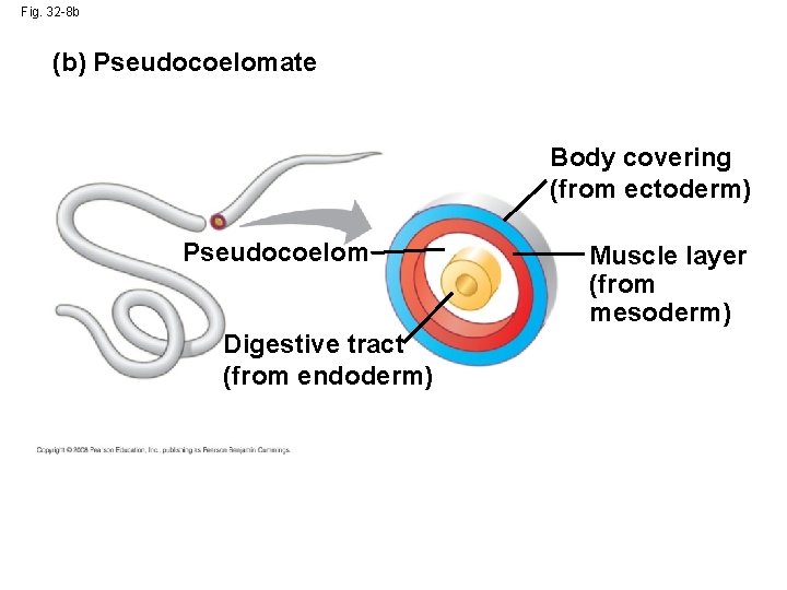 Fig. 32 -8 b (b) Pseudocoelomate Body covering (from ectoderm) Pseudocoelom Digestive tract (from Fig. 32 -8 b (b) Pseudocoelomate Body covering (from ectoderm) Pseudocoelom Digestive tract (from