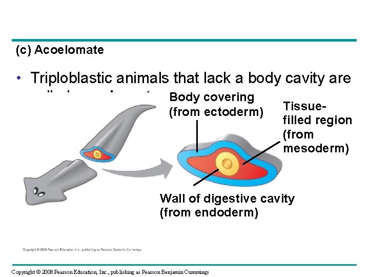 (c) Acoelomate • Triploblastic animals that lack a body cavity are called acoelomates Body (c) Acoelomate • Triploblastic animals that lack a body cavity are called acoelomates Body