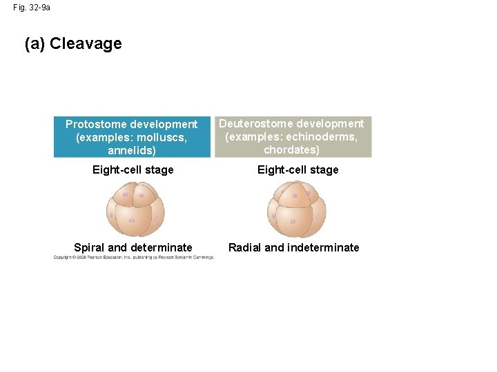 Fig. 32 -9 a (a) Cleavage Protostome development (examples: molluscs, annelids) Eight-cell stage Spiral Fig. 32 -9 a (a) Cleavage Protostome development (examples: molluscs, annelids) Eight-cell stage Spiral