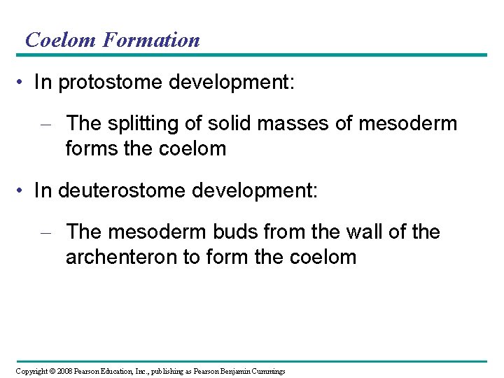 Coelom Formation • In protostome development: – The splitting of solid masses of mesoderm Coelom Formation • In protostome development: – The splitting of solid masses of mesoderm