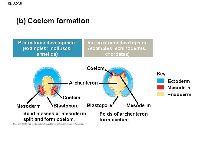 Fig. 32 -9 b (b) Coelom formation Protostome development (examples: molluscs, annelids) Deuterostome development Fig. 32 -9 b (b) Coelom formation Protostome development (examples: molluscs, annelids) Deuterostome development