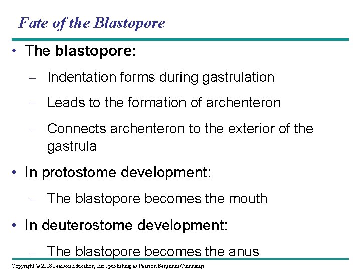 Fate of the Blastopore • The blastopore: – Indentation forms during gastrulation – Leads Fate of the Blastopore • The blastopore: – Indentation forms during gastrulation – Leads