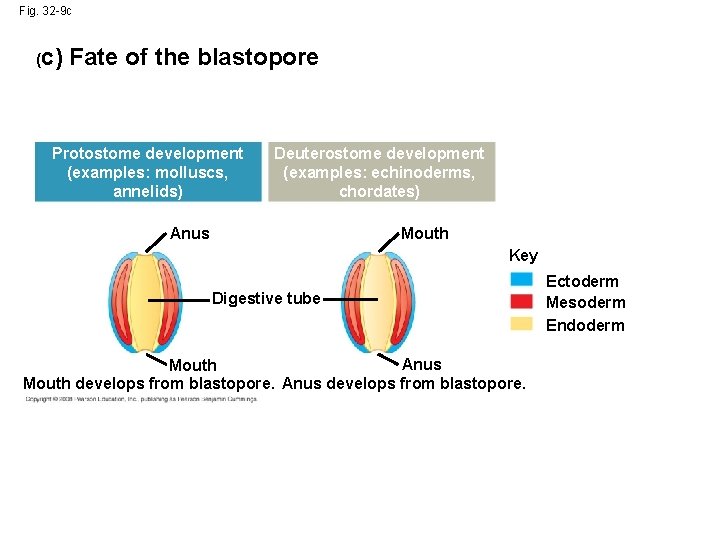 Fig. 32 -9 c (c) Fate of the blastopore Protostome development (examples: molluscs, annelids) Fig. 32 -9 c (c) Fate of the blastopore Protostome development (examples: molluscs, annelids)