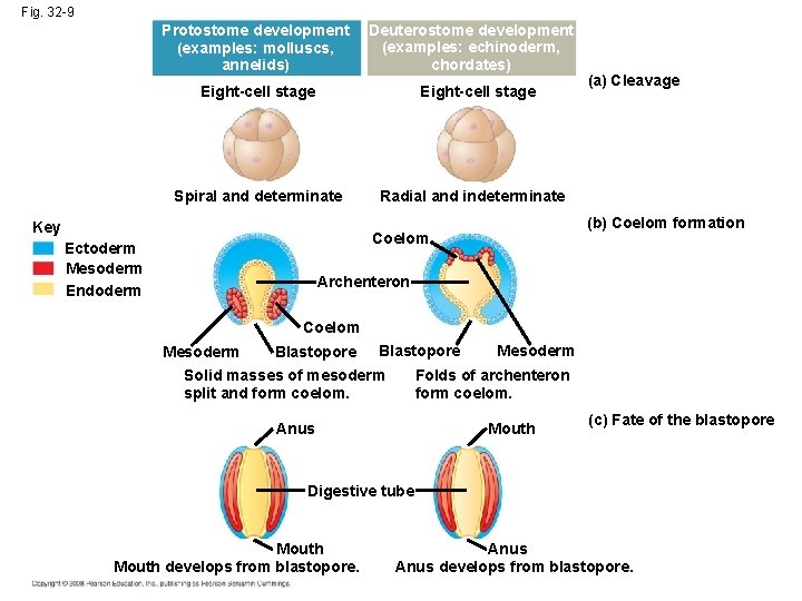 Fig. 32 -9 Protostome development (examples: molluscs, annelids) Deuterostome development (examples: echinoderm, chordates) Eight-cell Fig. 32 -9 Protostome development (examples: molluscs, annelids) Deuterostome development (examples: echinoderm, chordates) Eight-cell