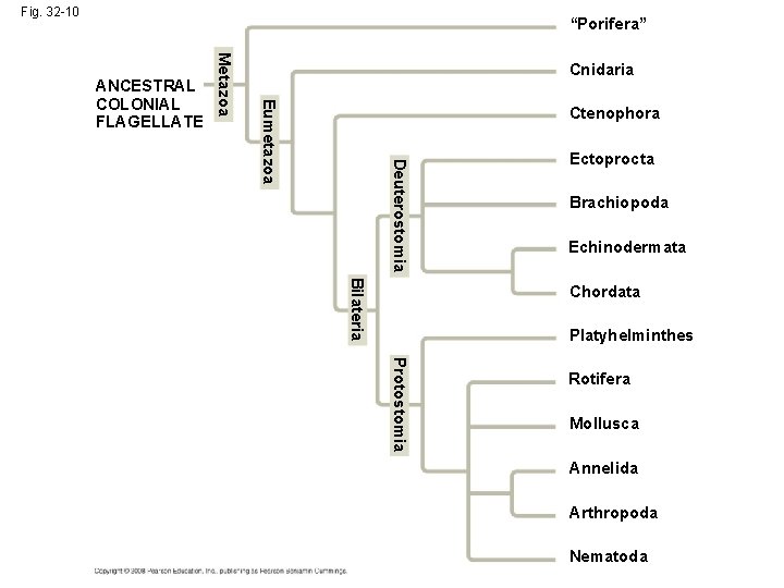 Fig. 32 -10 “Porifera” Eumetazoa Metazoa ANCESTRAL COLONIAL FLAGELLATE Cnidaria Ctenophora Deuterostomia Ectoprocta Brachiopoda Fig. 32 -10 “Porifera” Eumetazoa Metazoa ANCESTRAL COLONIAL FLAGELLATE Cnidaria Ctenophora Deuterostomia Ectoprocta Brachiopoda