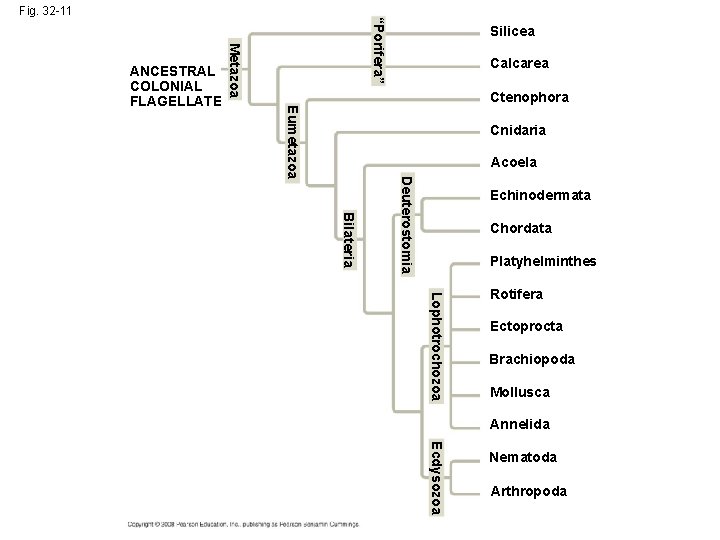 Metazoa Silicea Calcarea Ctenophora Eumetazoa ANCESTRAL COLONIAL FLAGELLATE “Porifera” Fig. 32 -11 Cnidaria Acoela Metazoa Silicea Calcarea Ctenophora Eumetazoa ANCESTRAL COLONIAL FLAGELLATE “Porifera” Fig. 32 -11 Cnidaria Acoela