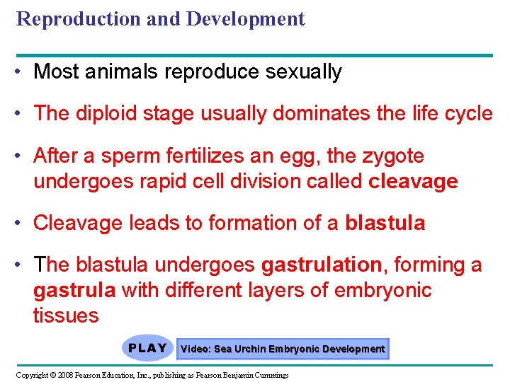 Reproduction and Development • Most animals reproduce sexually • The diploid stage usually dominates Reproduction and Development • Most animals reproduce sexually • The diploid stage usually dominates
