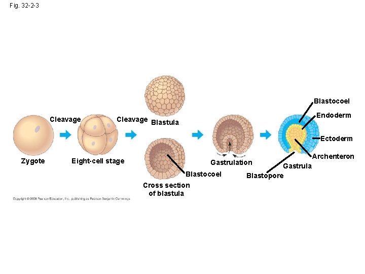 Fig. 32 -2 -3 Blastocoel Cleavage Endoderm Cleavage Blastula Ectoderm Zygote Eight-cell stage Gastrulation Fig. 32 -2 -3 Blastocoel Cleavage Endoderm Cleavage Blastula Ectoderm Zygote Eight-cell stage Gastrulation