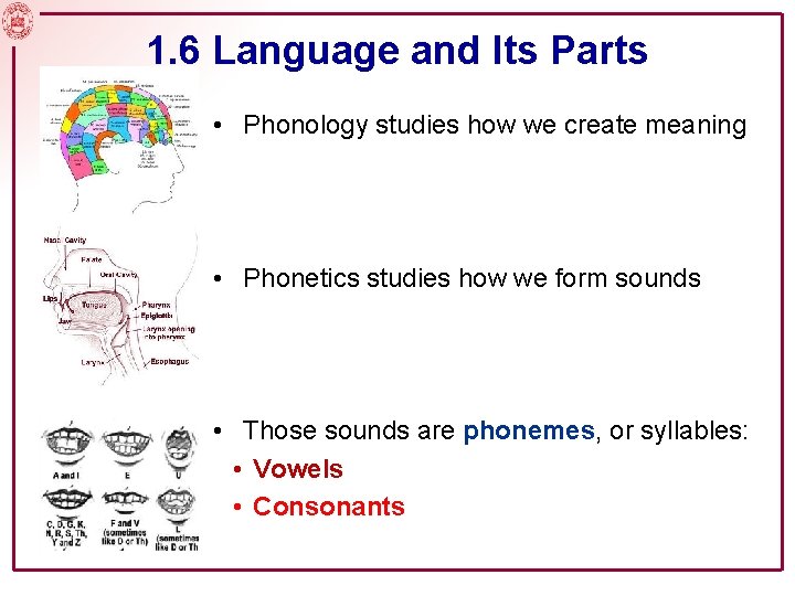 1. 6 Language and Its Parts • Phonology studies how we create meaning •