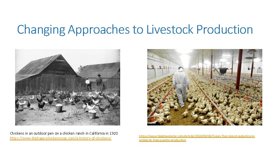 Changing Approaches to Livestock Production Chickens in an outdoor pen on a chicken ranch