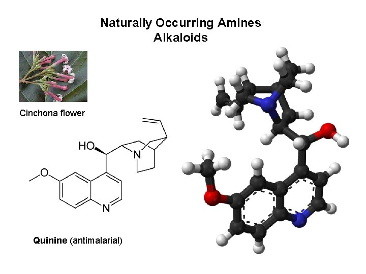 Naturally Occurring Amines Alkaloids Cinchona flower Quinine (antimalarial) 