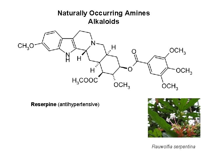 Naturally Occurring Amines Alkaloids Reserpine (antihypertensive) Rauwolfia serpentina 