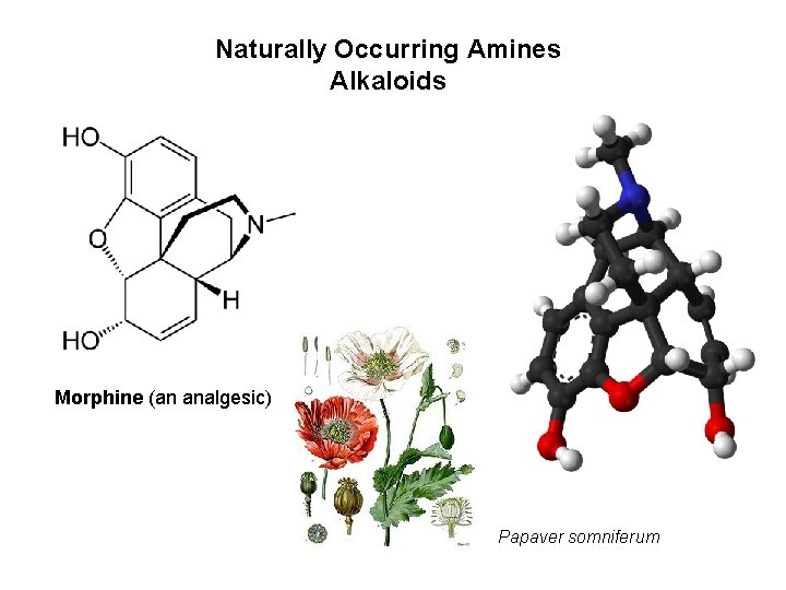 Naturally Occurring Amines Alkaloids Morphine (an analgesic) Papaver somniferum 