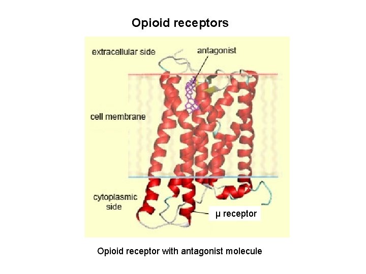 Opioid receptors μ receptor Opioid receptor with antagonist molecule 