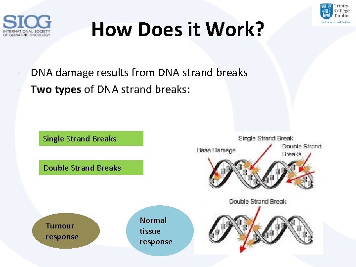 How Does it Work? • • DNA damage results from DNA strand breaks Two