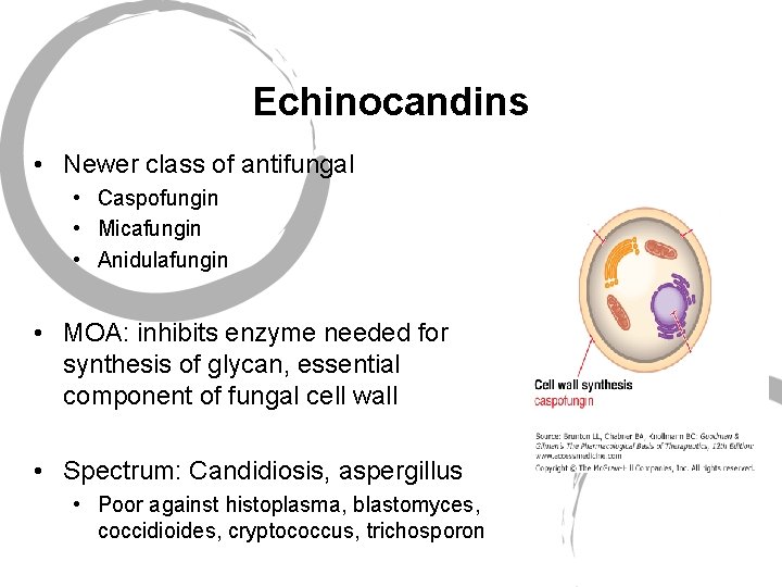 Echinocandins • Newer class of antifungal • Caspofungin • Micafungin • Anidulafungin • MOA: