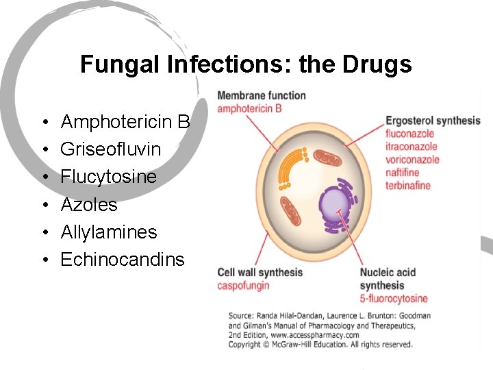 Fungal Infections: the Drugs • • • Amphotericin B Griseofluvin Flucytosine Azoles Allylamines Echinocandins