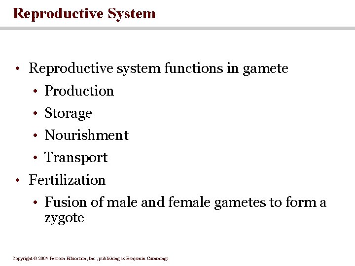 Reproductive System • Reproductive system functions in gamete • Production • Storage • Nourishment