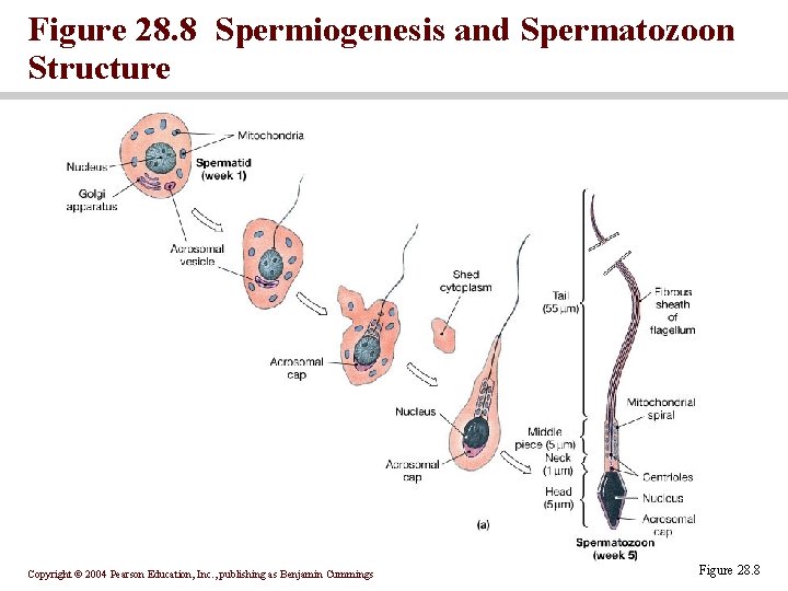 Figure 28. 8 Spermiogenesis and Spermatozoon Structure Copyright © 2004 Pearson Education, Inc. ,