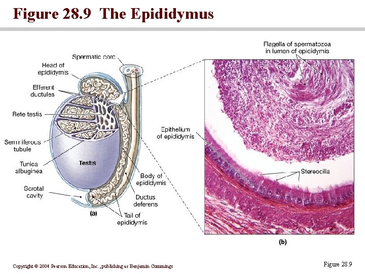 Figure 28. 9 The Epididymus Copyright © 2004 Pearson Education, Inc. , publishing as