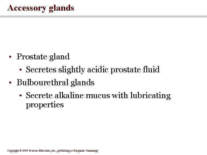 Accessory glands • Prostate gland • Secretes slightly acidic prostate fluid • Bulbourethral glands Accessory glands • Prostate gland • Secretes slightly acidic prostate fluid • Bulbourethral glands