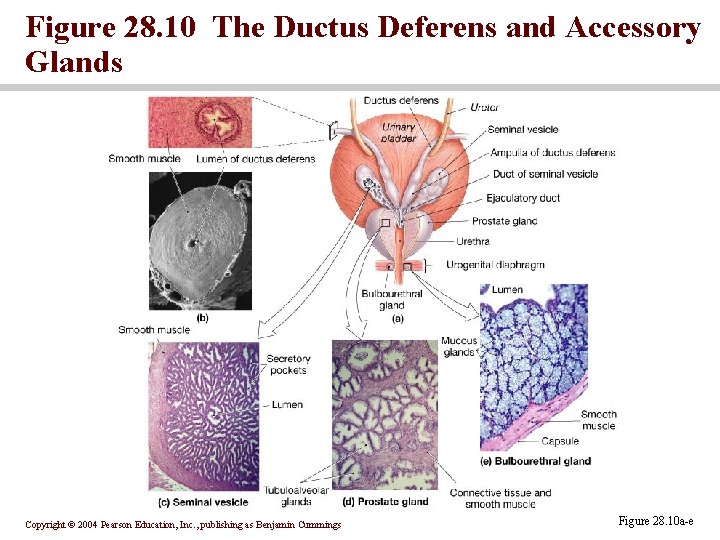 Figure 28. 10 The Ductus Deferens and Accessory Glands Copyright © 2004 Pearson Education, Figure 28. 10 The Ductus Deferens and Accessory Glands Copyright © 2004 Pearson Education,