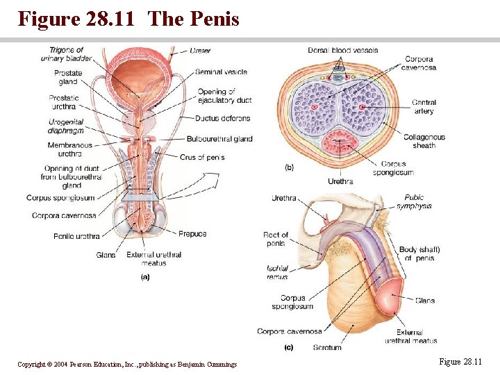 Figure 28. 11 The Penis Copyright © 2004 Pearson Education, Inc. , publishing as