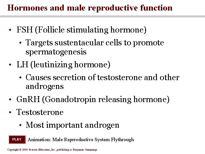 Hormones and male reproductive function • FSH (Follicle stimulating hormone) • Targets sustentacular cells