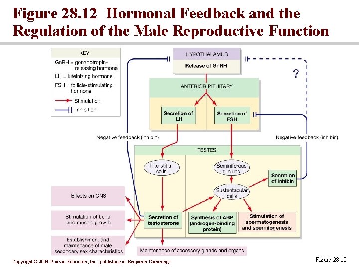 Figure 28. 12 Hormonal Feedback and the Regulation of the Male Reproductive Function Copyright