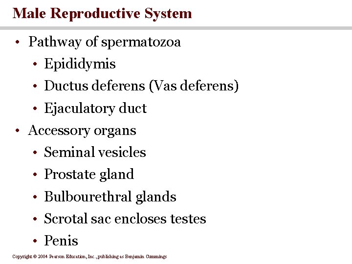 Male Reproductive System • Pathway of spermatozoa • Epididymis • Ductus deferens (Vas deferens)