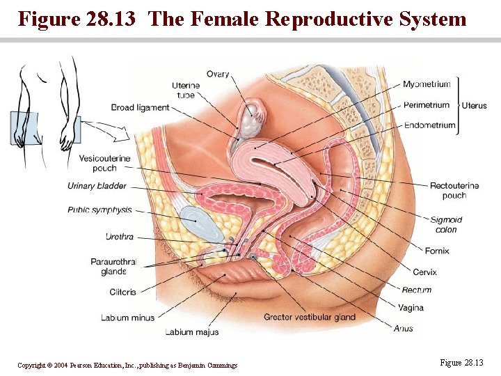 Figure 28. 13 The Female Reproductive System Copyright © 2004 Pearson Education, Inc. ,