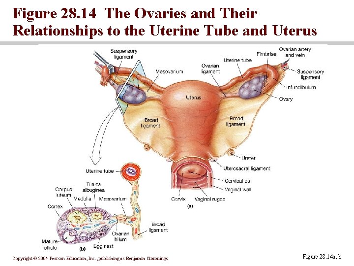 Figure 28. 14 The Ovaries and Their Relationships to the Uterine Tube and Uterus