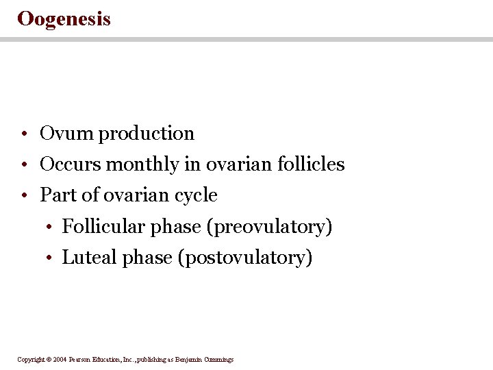 Oogenesis • Ovum production • Occurs monthly in ovarian follicles • Part of ovarian