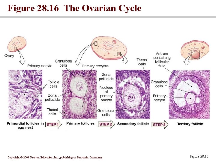 Figure 28. 16 The Ovarian Cycle Copyright © 2004 Pearson Education, Inc. , publishing Figure 28. 16 The Ovarian Cycle Copyright © 2004 Pearson Education, Inc. , publishing