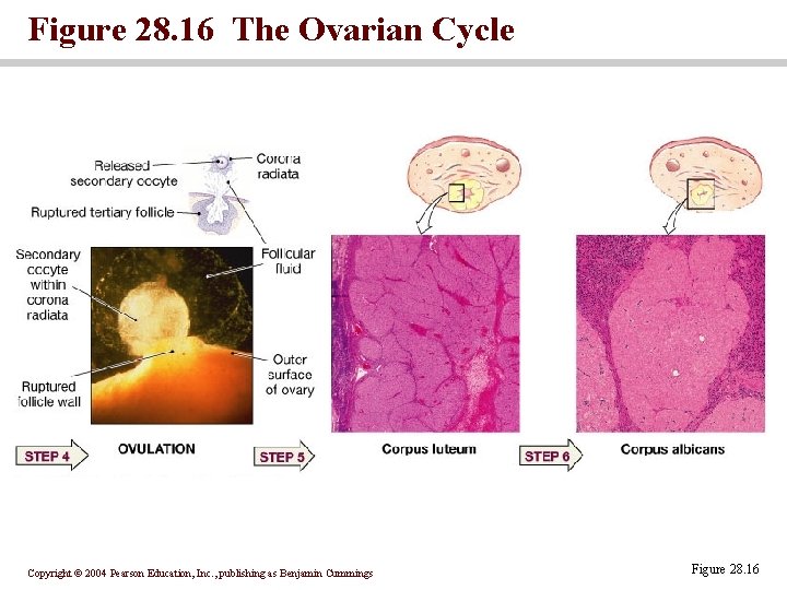 Figure 28. 16 The Ovarian Cycle Copyright © 2004 Pearson Education, Inc. , publishing Figure 28. 16 The Ovarian Cycle Copyright © 2004 Pearson Education, Inc. , publishing