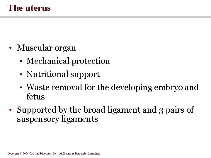 The uterus • Muscular organ • Mechanical protection • Nutritional support • Waste removal