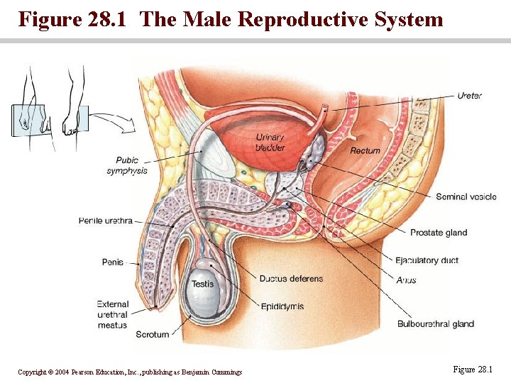 Figure 28. 1 The Male Reproductive System Copyright © 2004 Pearson Education, Inc. ,