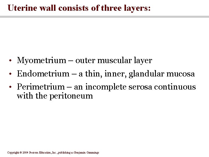 Uterine wall consists of three layers: • Myometrium – outer muscular layer • Endometrium