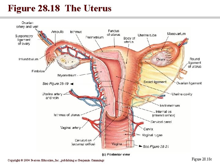 Figure 28. 18 The Uterus Copyright © 2004 Pearson Education, Inc. , publishing as