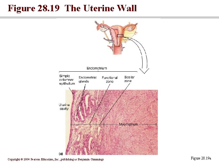 Figure 28. 19 The Uterine Wall Copyright © 2004 Pearson Education, Inc. , publishing