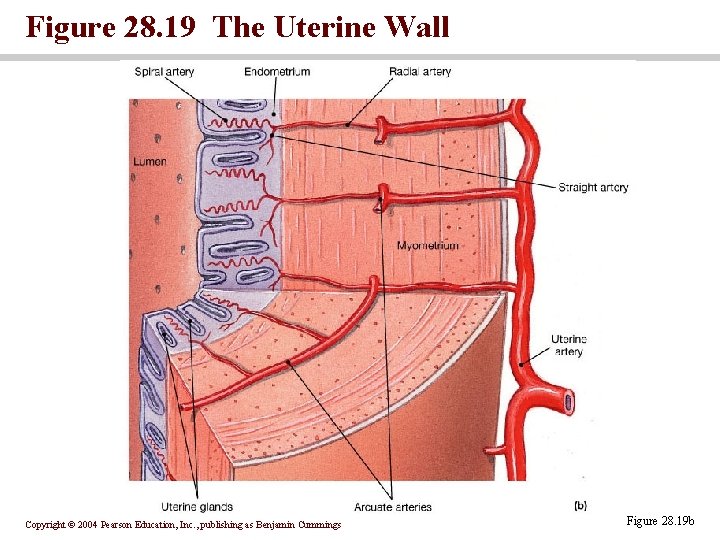 Figure 28. 19 The Uterine Wall Copyright © 2004 Pearson Education, Inc. , publishing Figure 28. 19 The Uterine Wall Copyright © 2004 Pearson Education, Inc. , publishing