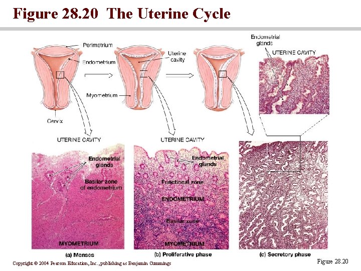 Figure 28. 20 The Uterine Cycle Copyright © 2004 Pearson Education, Inc. , publishing Figure 28. 20 The Uterine Cycle Copyright © 2004 Pearson Education, Inc. , publishing
