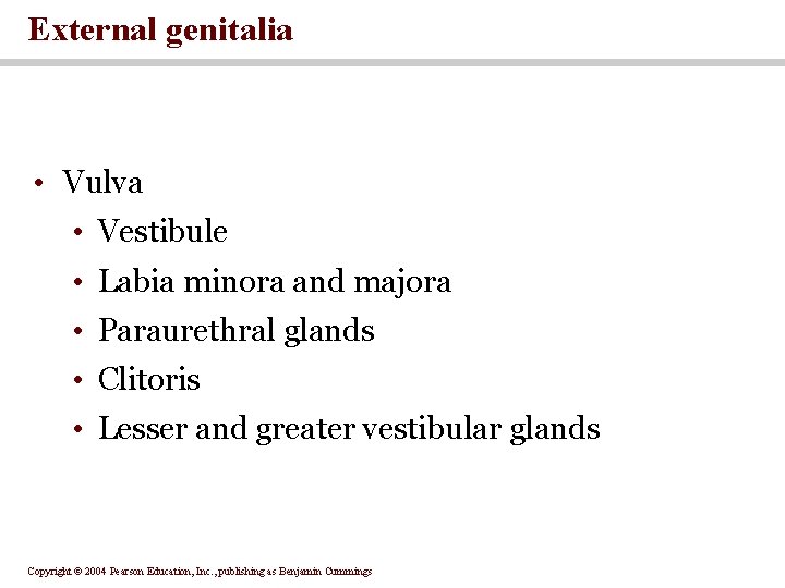 External genitalia • Vulva • Vestibule • Labia minora and majora • Paraurethral glands