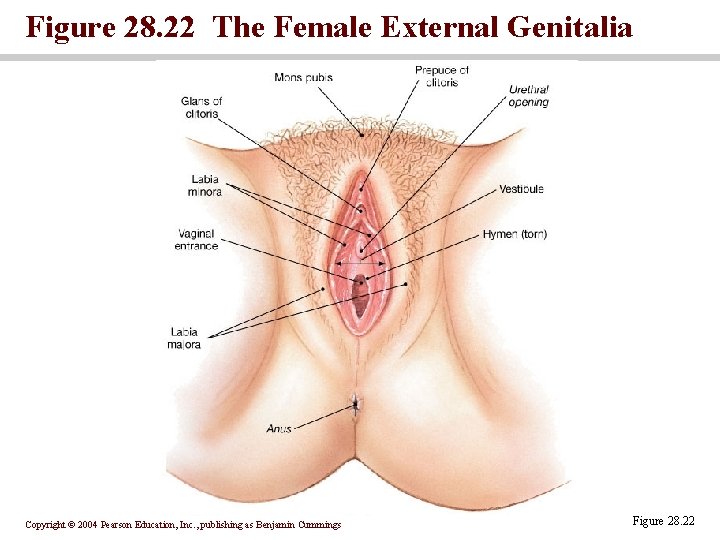 Figure 28. 22 The Female External Genitalia Copyright © 2004 Pearson Education, Inc. , Figure 28. 22 The Female External Genitalia Copyright © 2004 Pearson Education, Inc. ,