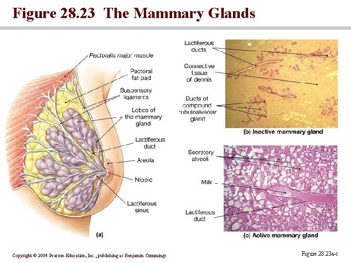 Figure 28. 23 The Mammary Glands Copyright © 2004 Pearson Education, Inc. , publishing Figure 28. 23 The Mammary Glands Copyright © 2004 Pearson Education, Inc. , publishing