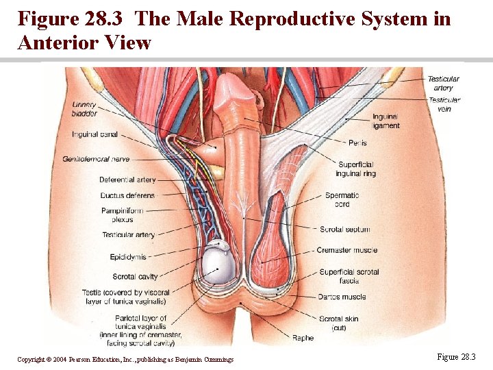 Figure 28. 3 The Male Reproductive System in Anterior View Copyright © 2004 Pearson