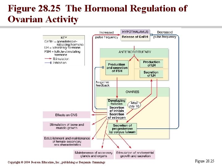 Figure 28. 25 The Hormonal Regulation of Ovarian Activity Copyright © 2004 Pearson Education, Figure 28. 25 The Hormonal Regulation of Ovarian Activity Copyright © 2004 Pearson Education,
