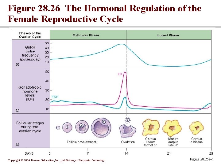 Figure 28. 26 The Hormonal Regulation of the Female Reproductive Cycle Copyright © 2004 Figure 28. 26 The Hormonal Regulation of the Female Reproductive Cycle Copyright © 2004
