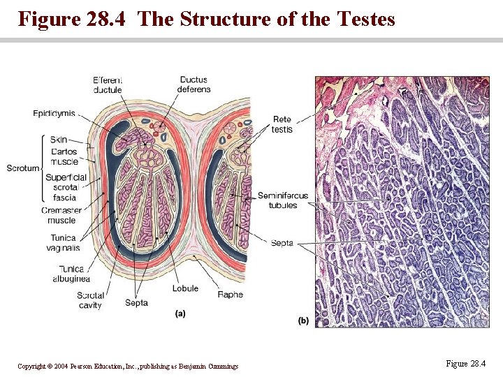 Figure 28. 4 The Structure of the Testes Copyright © 2004 Pearson Education, Inc.